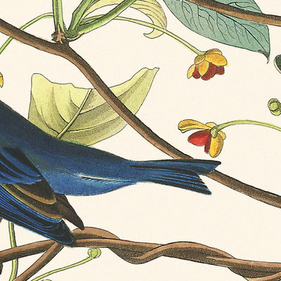 Oiseau indigo de John James Audubon, 1827