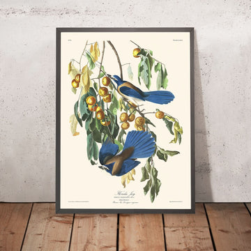 Florida Jay von John James Audubon, 1827 