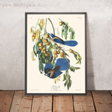 Florida Jay von John James Audubon, 1827 