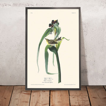 Vigors Vireo von John James Audubon, 1827 
