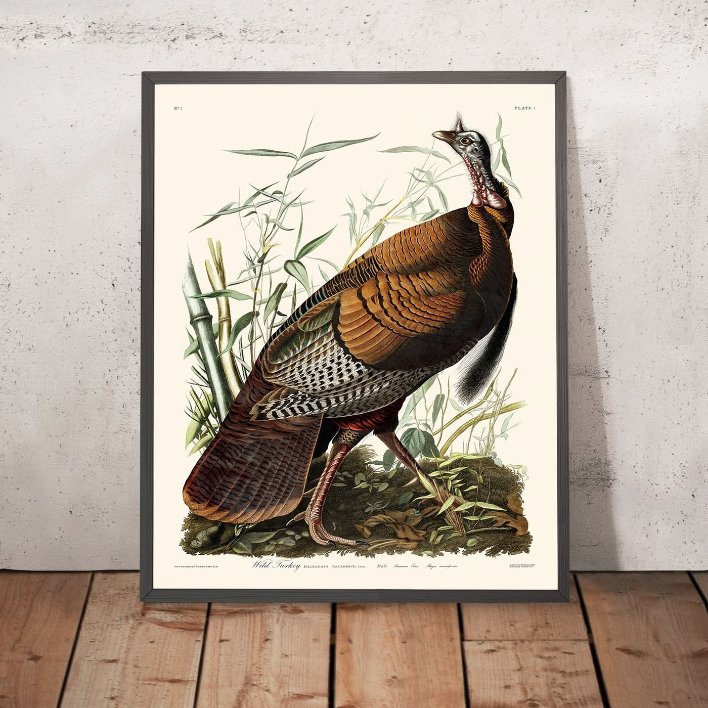 Wild Turkey by John James Audubon, 1827