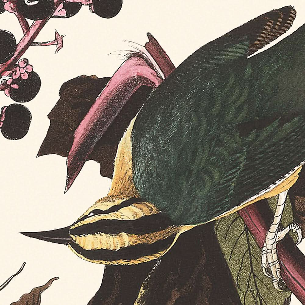 Wurmfressender Waldsänger von John James Audubon, 1827