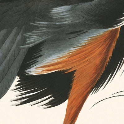 Großer Blauer Reiher von John James Audubon, 1827 