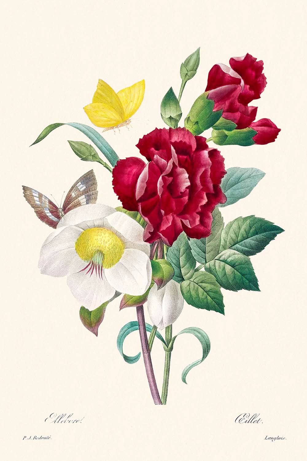 Helleborus und Nelke von Pierre-Joseph Redouté, 1802 