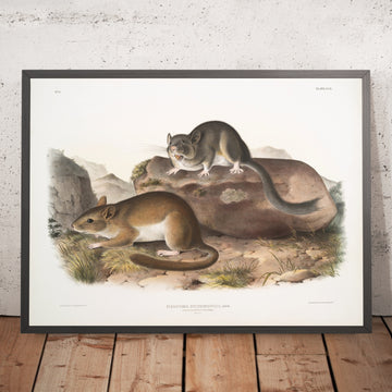 A framed image of 