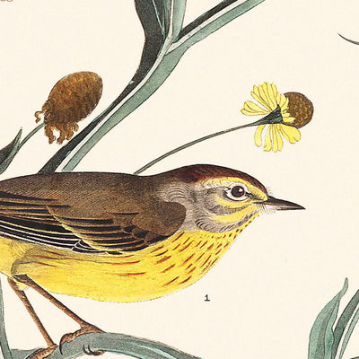 Gelbrote Poll-Warbler von John James Audubon, 1827 