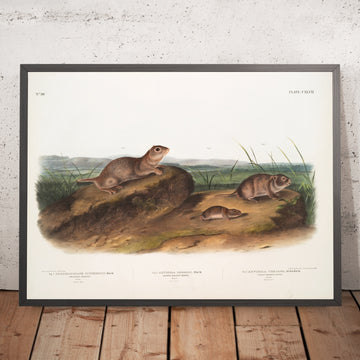 A framed image of 