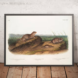 American Souslik (Spermophilus townsendii), Oregon Meadow Mouse (Arvicola oregoni) and Texan Meadow Mouse (Arvicola texiana) by John Woodhouse Audubon, 1845