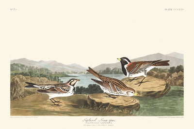 Laponia, de John James Audubon, 1827