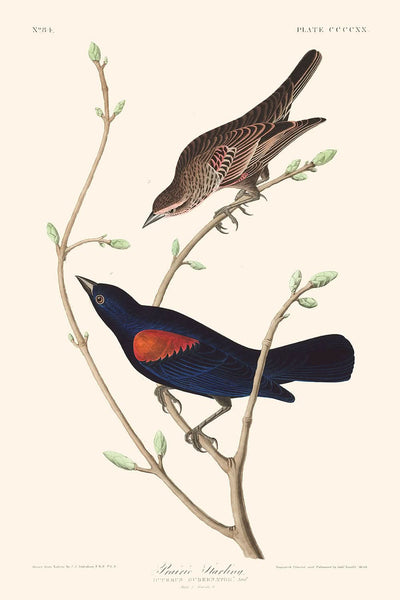 Étourneau des prairies de John James Audubon, 1827