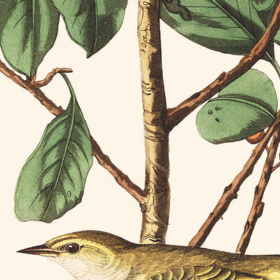 Tennessee Warbler by John James Audubon, 1827