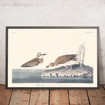 Wilsons Plover von John James Audubon, 1827 