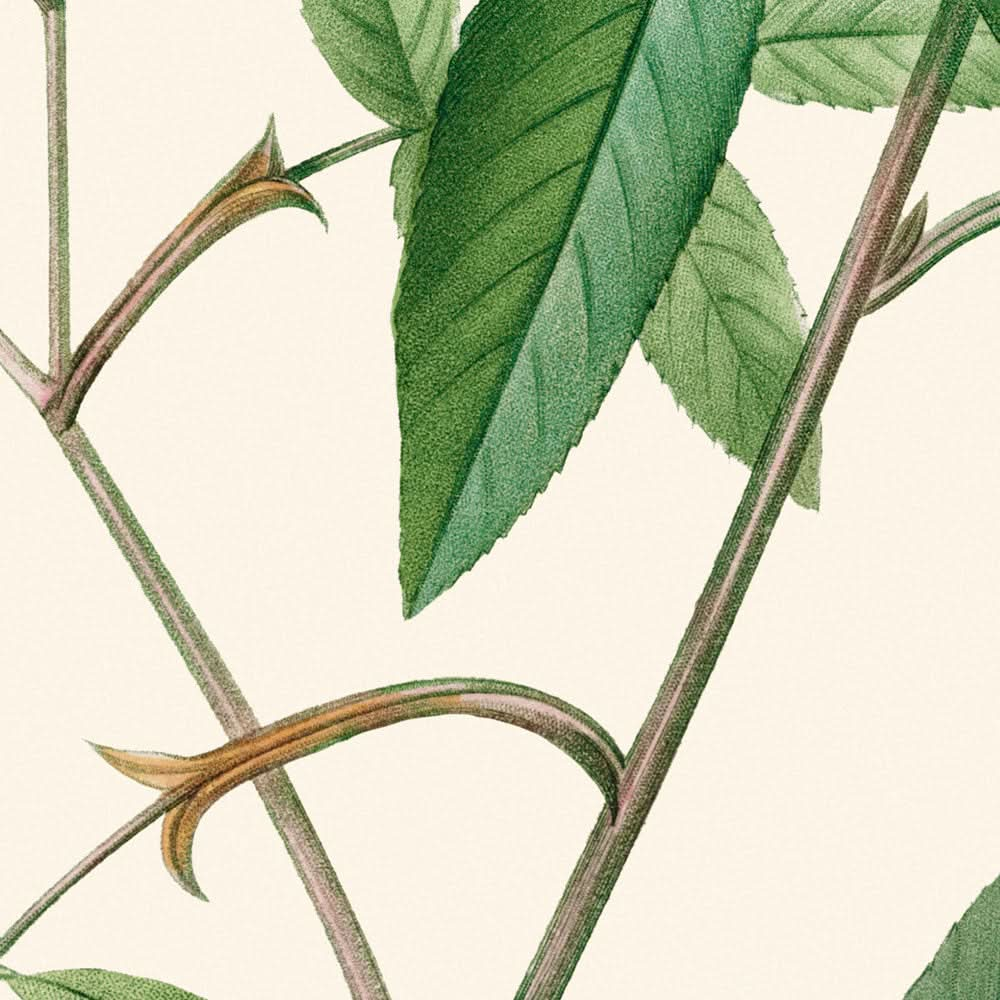 Rosa Hudsoniana Salicifolia von Pierre-Joseph Redouté, 1817