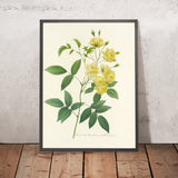 Yellow-Flowered Banks’ Rose (Plate 97) by Pierre Joseph Redouté, 1827