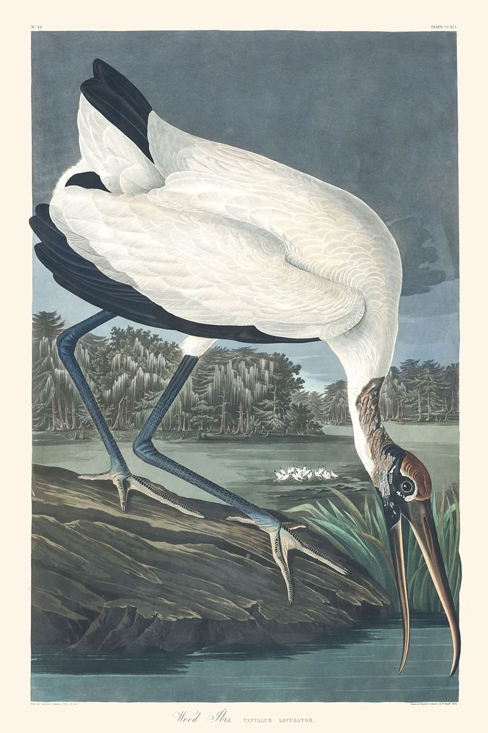 Ibis des bois par John James Audubon, 1827