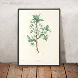 Pear (Pyrus, Plate 43) by Pierre Joseph Redouté, 1805