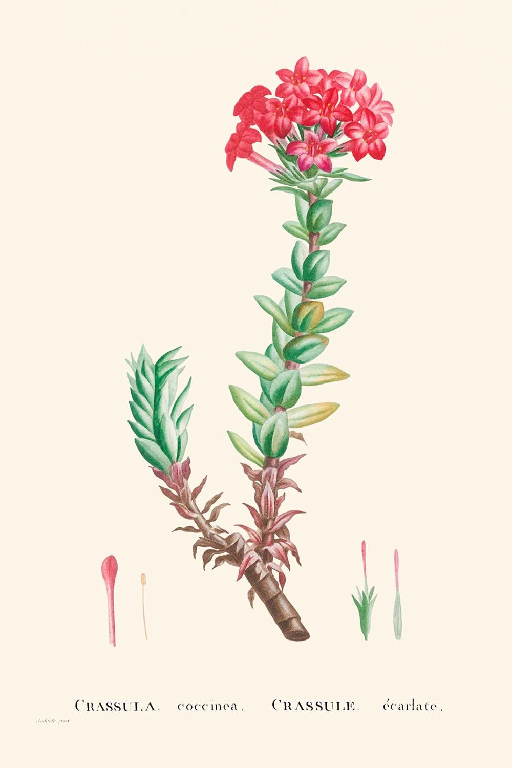 Rote Crassula von Pierre-Joseph Redouté, 1802