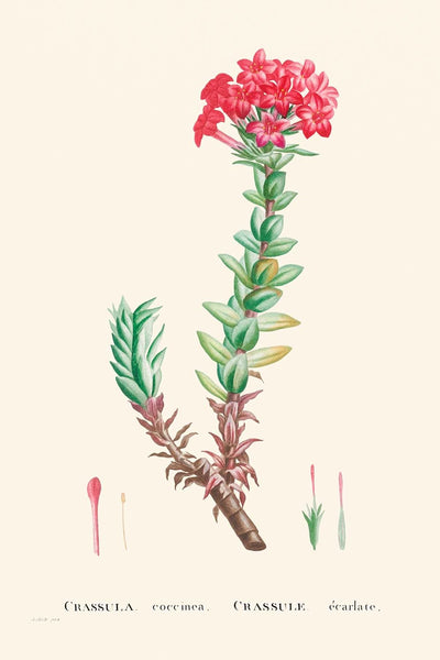 Rote Crassula von Pierre-Joseph Redouté, 1802