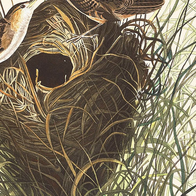 Troglodyte des marais de Nuttall par John James Audubon, 1827