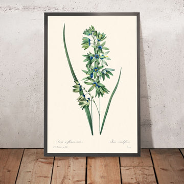 African Corn Lily by Pierre-Joseph Redouté, 1802