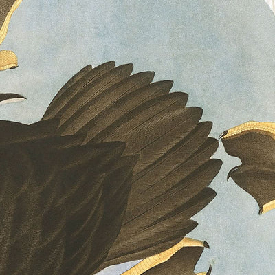 Pato de ojos dorados (Lámina 342) de John James Audubon, 1827