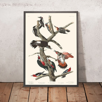 Picchio dal becco grosso, Picchio dal ventre rosso, Picchio dal fusto rosso, Picchio di Lewis, Picchio dal petto rosso di Audubon, 1827 