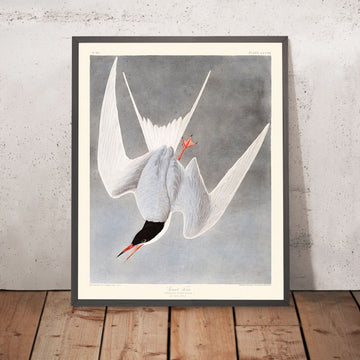 Sterne géante par John James Audubon, 1827