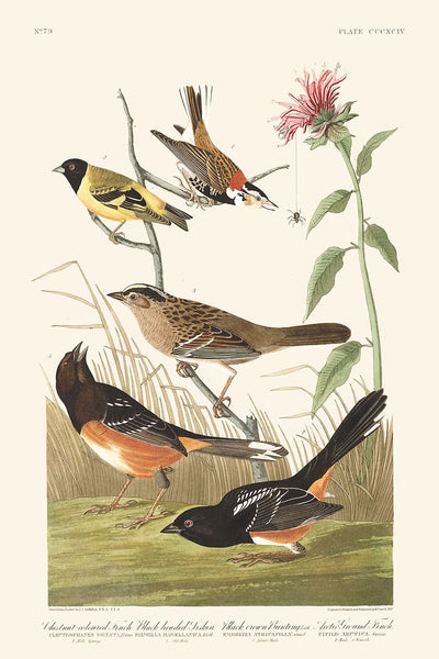 Kastanienfarbener Fink, Schwarzkopfzeisig, Schwarzkronenammer, Arktischer Grundfink von John James Audubon, 1827