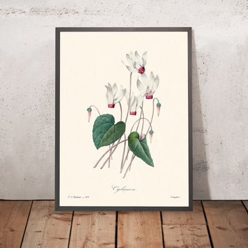 Cyclamen von Pierre-Joseph Redouté, 1802 