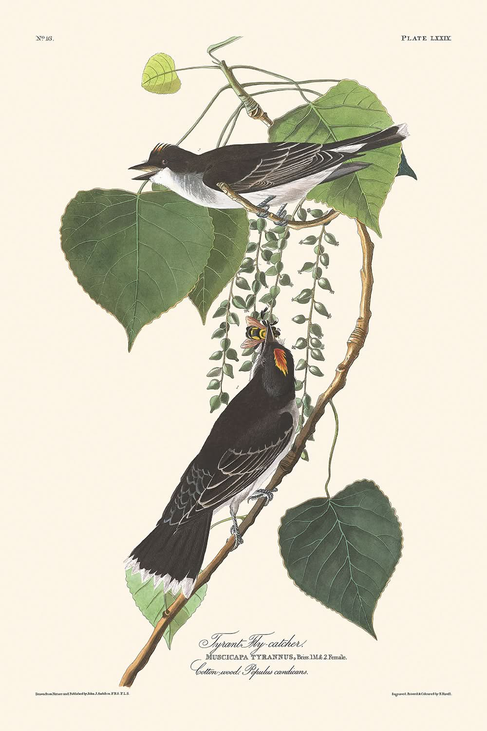 Tyrannen-Fliegenfänger von John James Audubon, 1827