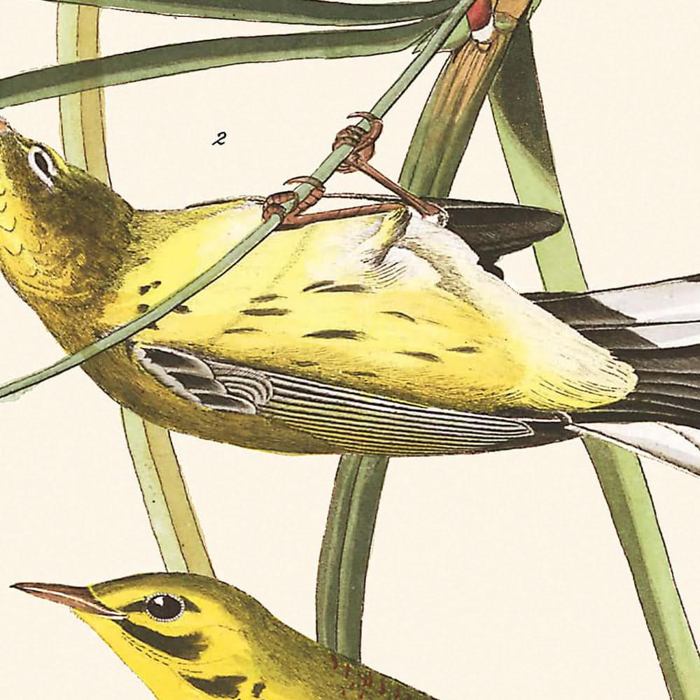 Präriewaldsänger von John James Audubon, 1827