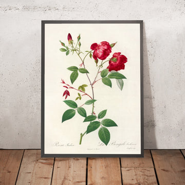 A framed image of China Rose (Rosa indica) by Pierre Joseph Redouté, 1817