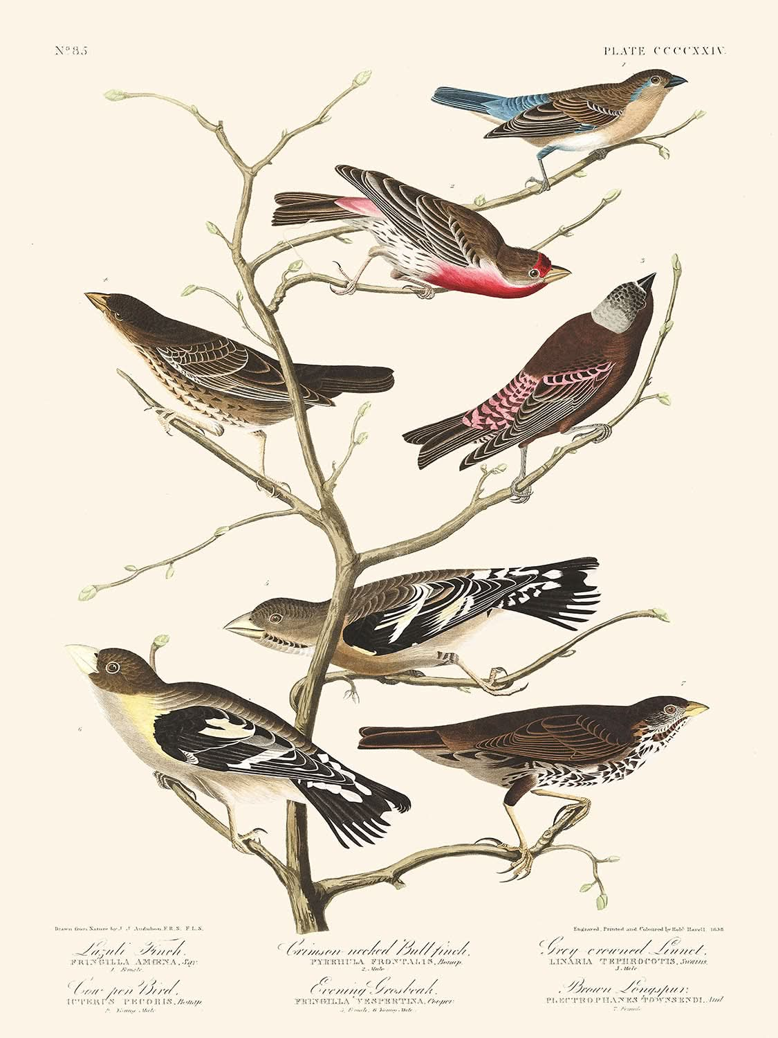 Lazuli-Fink, Rotnacken-Gimpel, Grauscheitel-Hänfling, Kuhstallvogel, Abendkernbeißer, Brauner Spornvogel von John James Audubon, 1827