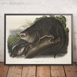 Canada Otter (Lutra canadensis) by John Woodhouse Audubon, 1845