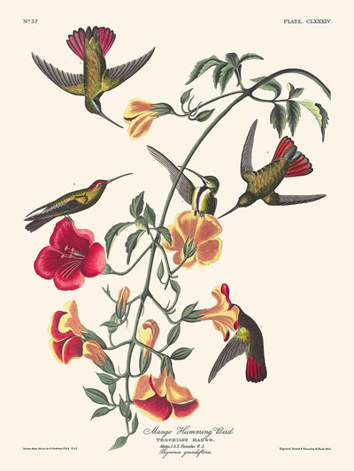 Colibrí mango, de John James Audubon, 1827