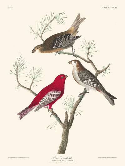 Pine Grosbeak by John James Audubon, 1827