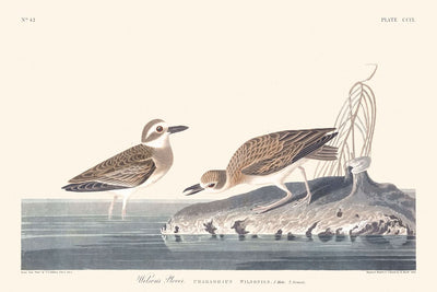 Pluvier de Wilson par John James Audubon, 1827