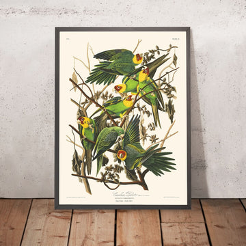 Pappagallo di Carolina di John James Audubon, 1827 