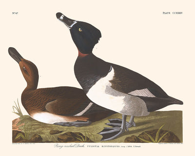 Ring-necked Duck by John James Audubon, 1827