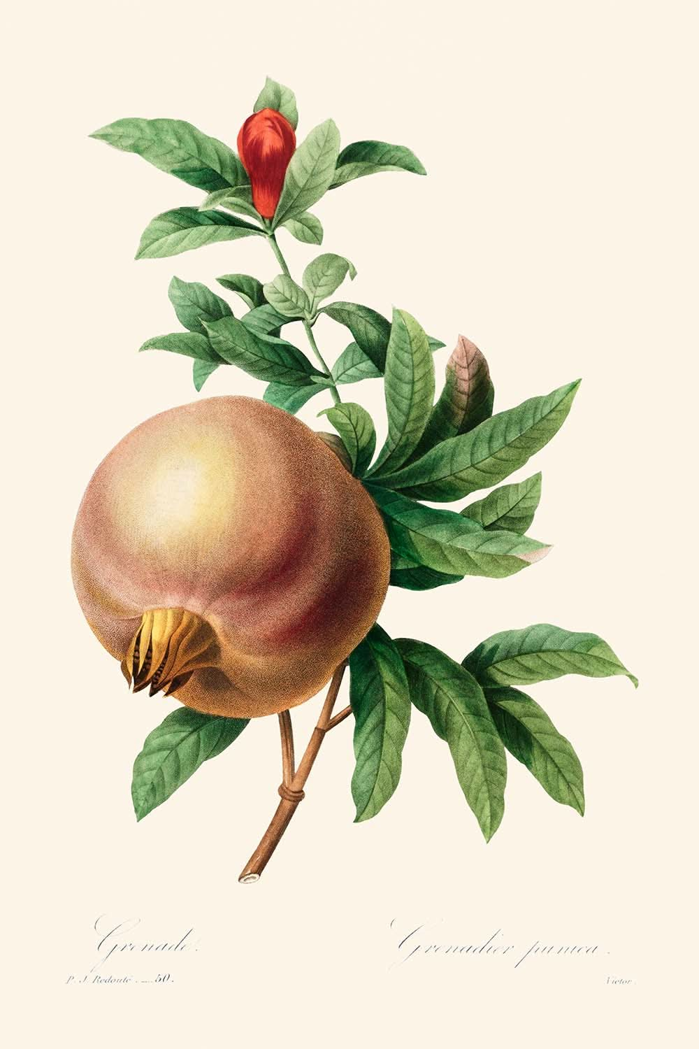 Granatapfel von Pierre-Joseph Redouté, 1827