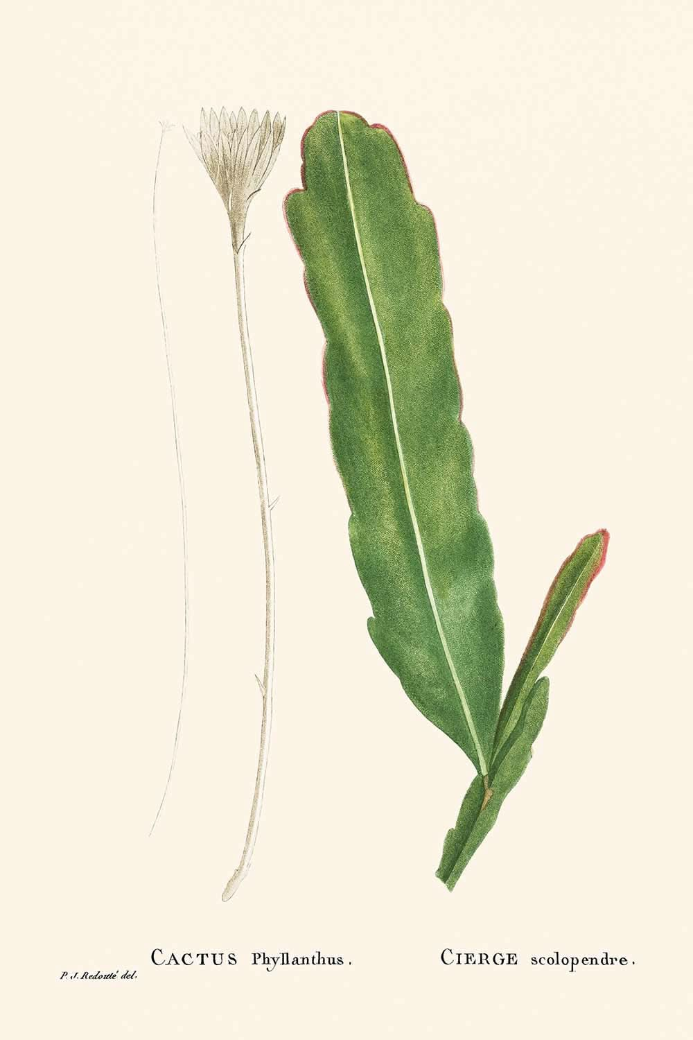 Cactus grimpant par Pierre-Joseph Redouté, 1802