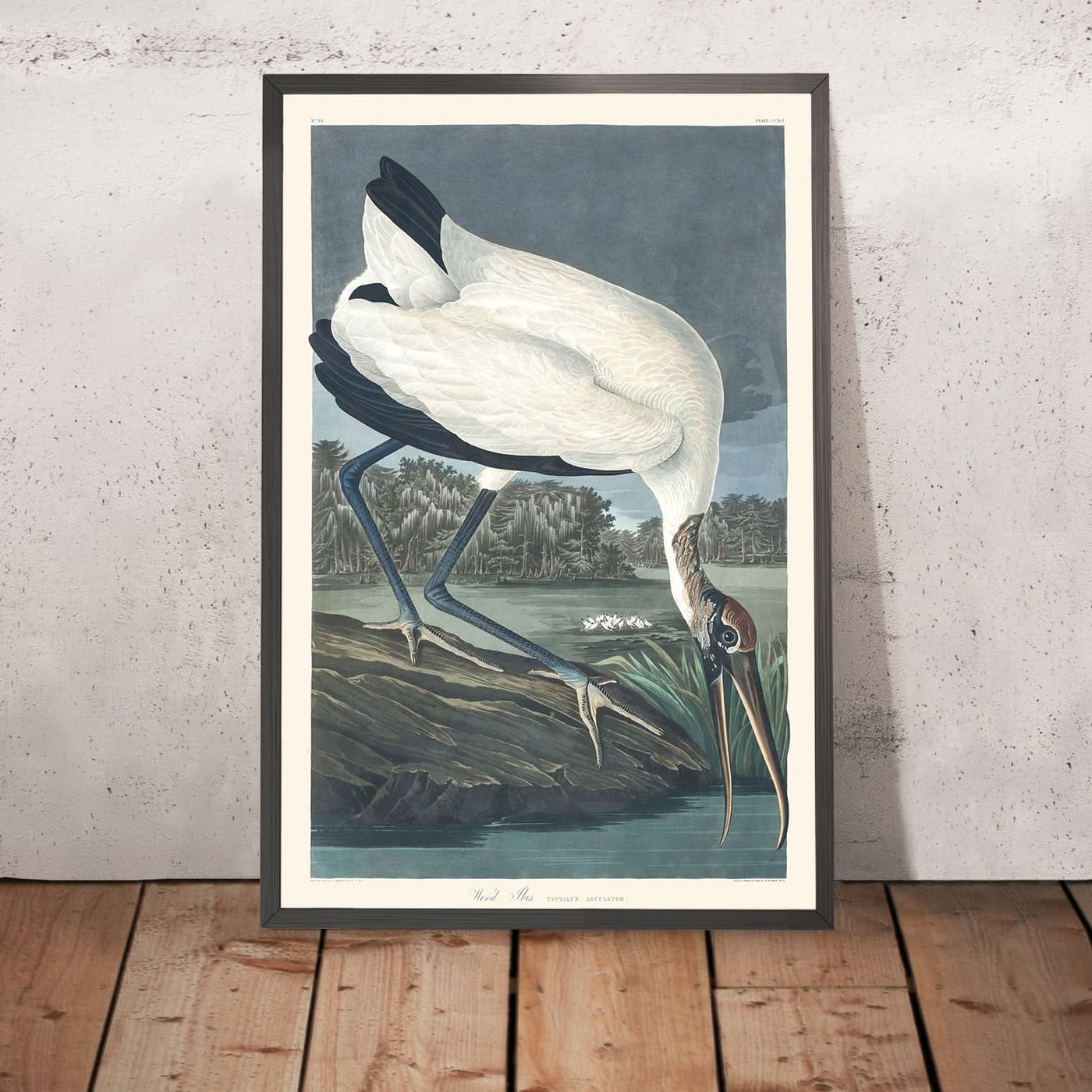 Ibis des bois par John James Audubon, 1827