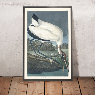 Ibis de bosque, de John James Audubon, 1827