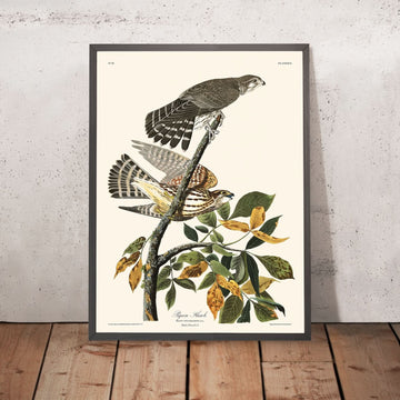 Piccione Falco di John James Audubon, 1827 