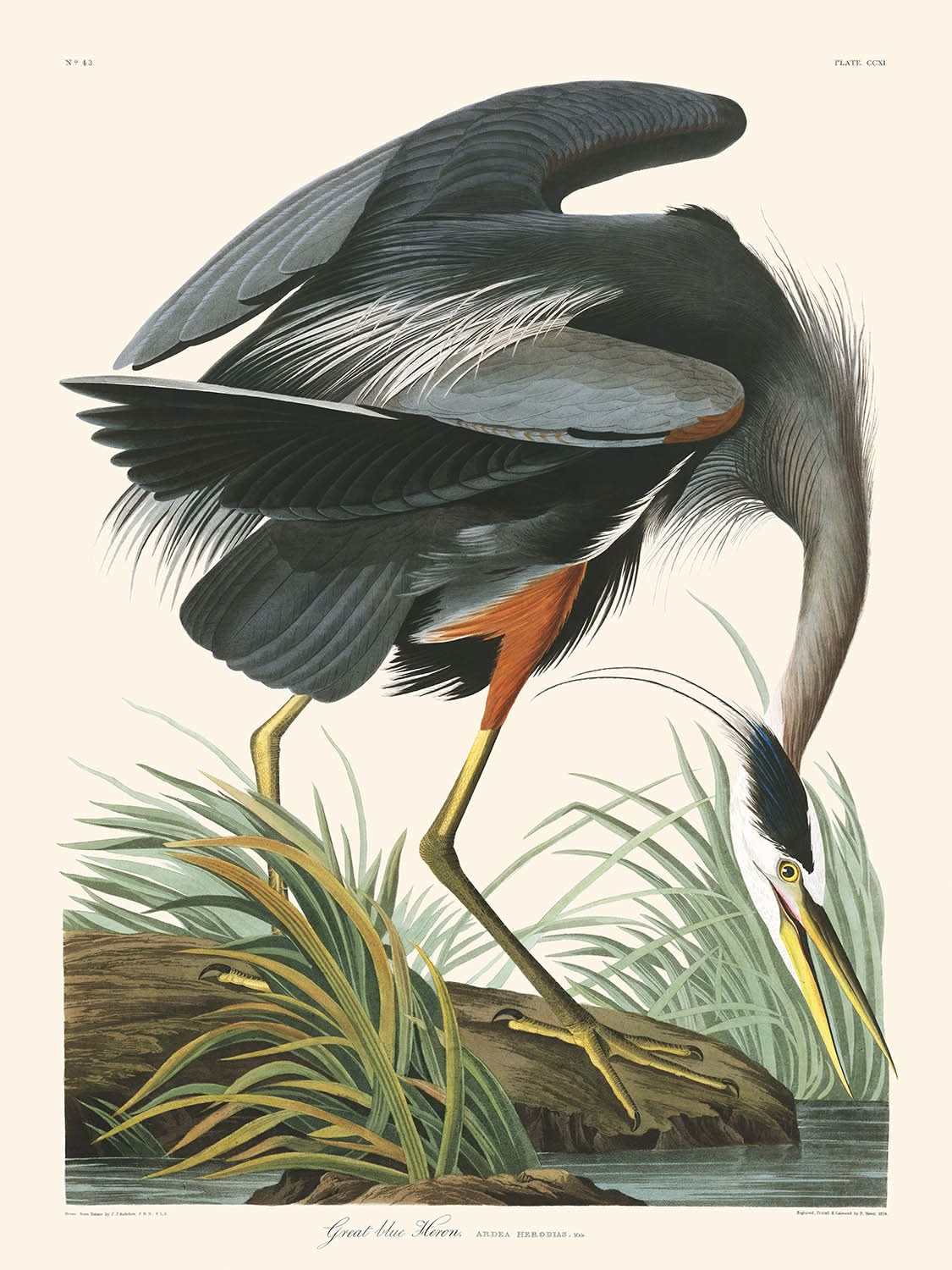 Grand Héron bleu par John James Audubon, 1827