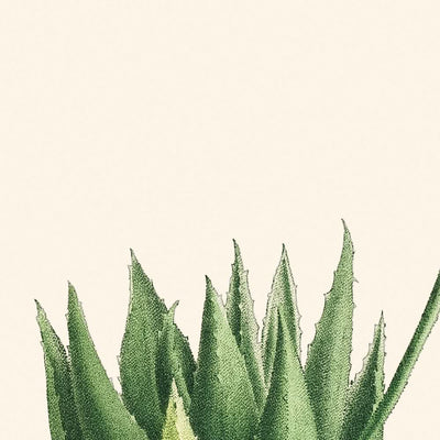 Mitre Aloe von Pierre-Joseph Redouté, 1802 