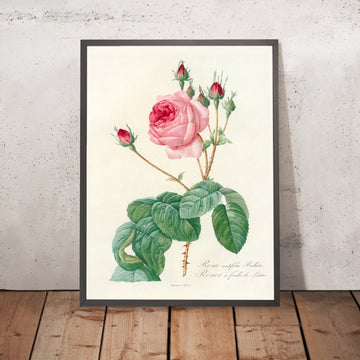 A framed image of Rosa centifolia Bullata by Pierre Joseph Redouté, 1817