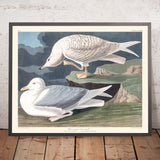 Gabbiano argenteo dalle ali bianche di John James Audubon, 1827 