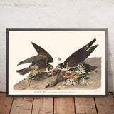 Falco a grande piedi di John James Audubon, 1827 