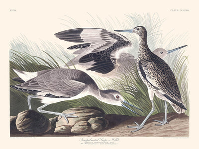 Semipalmated Snipe, or Willet by John James Audubon, 1827